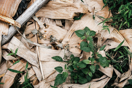 Arid summer season, dead banana leaf near green grass.の写真素材