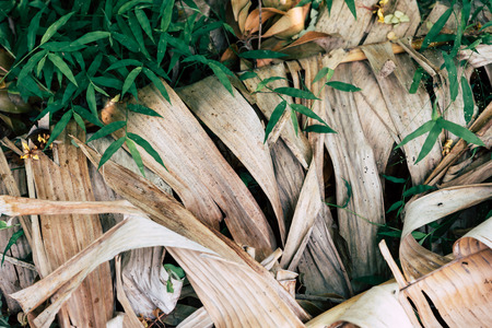 Dry banana leaf unbeautiful nature texture dead tree.の写真素材