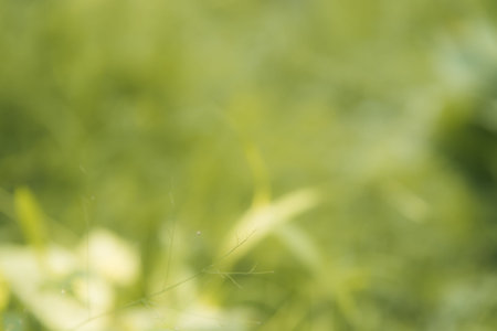 Grass close up nature green field summer.