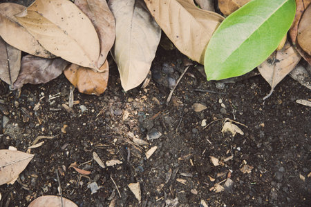 Top view dry ground with dry tree leaf film tone.