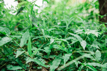 Blurred nature leaf summer background.の写真素材