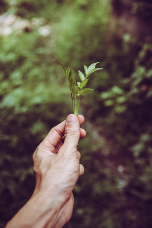 Man hand holding green leaf environment friendly conceptの写真素材