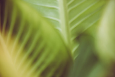 Nature background leaf blurry vintage picture style