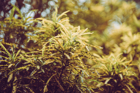 Nature background leaf blurry vintage picture styleの写真素材
