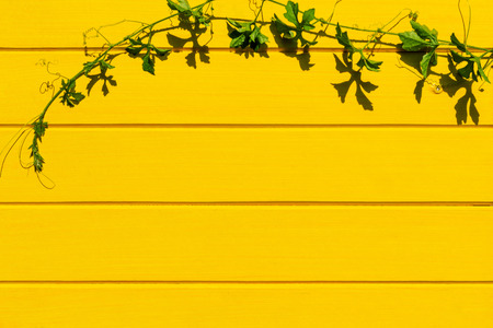 Bitter gourd tree tropical plant on yellow wood background top view shot.の写真素材
