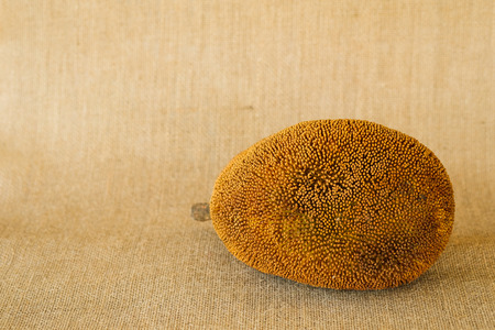 Artocarpus Odoratissimus, Terap or Tarap in local Malay language. Also called Marang in the Philippines; shot on isolated yellow background.の写真素材