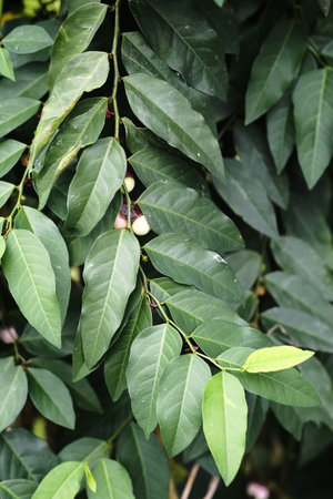 Sauropus androgynus, also known as katuk, star gooseberry, or sweet leaf shot with natural light.