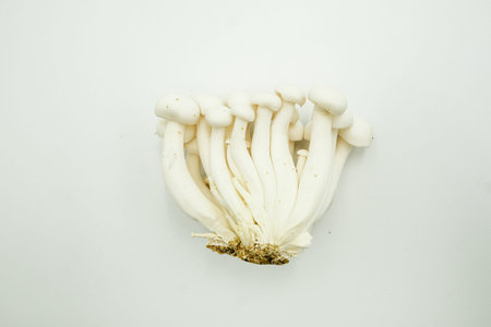 White Bunashimeji Mushroom or Hypsizygus tessellatus, shots on isolated white background.
