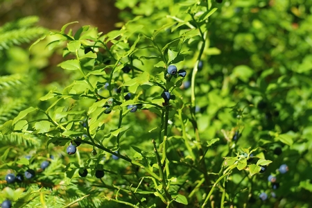 Growing blueberries.の写真素材
