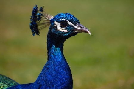 Peacock in nature.の写真素材