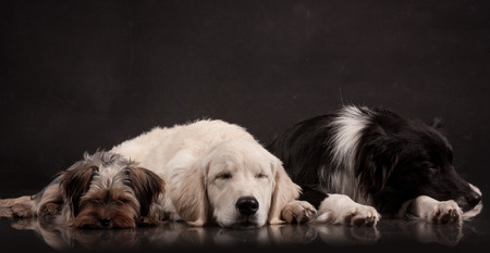 three dogs sleeping on a black background in a photo studioの写真素材