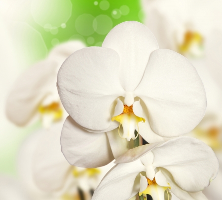White orchid on the background more blurred flowers の写真素材