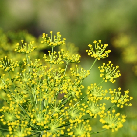 Macro of fennel in garden with stamen and green backgroundの写真素材