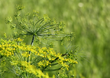 Macro of fennel in garden with stamen and green backgroundの写真素材