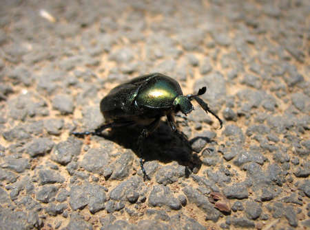 Bug caught on his way across the streetの写真素材