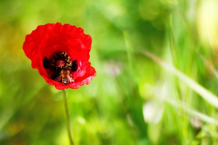 Bee is collecting polens for honeyの写真素材