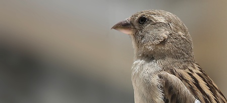 Sparrow is in front of windowの写真素材