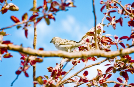 Spring,bird and natureの写真素材