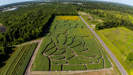 Aerial view of the sunflower maze. taken from 400 ft. location in Wilmington NC