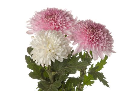 Bouquet of three chrysanthemums on white isolated background. autumn flowersの写真素材