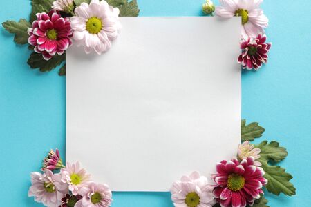 Autumn flowers chrysanthemum white blank for inscription on a trendy blue background. top viewの写真素材
