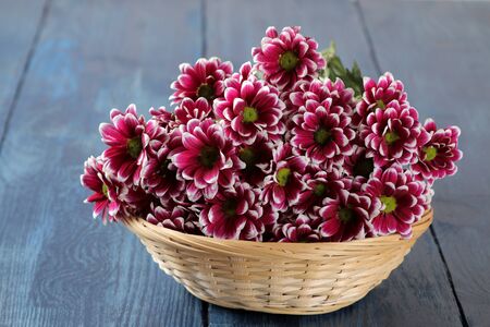 Beautiful autumn chrysanthemum flowers in a basket on a dark blue wooden tableの写真素材