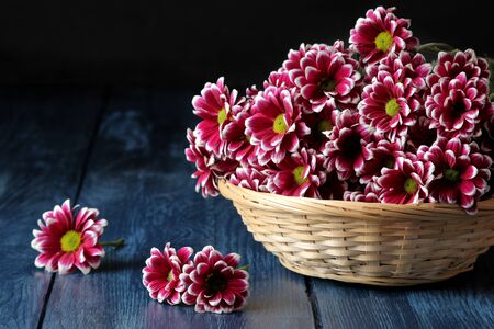 Beautiful autumn chrysanthemum flowers in a basket on a dark blue wooden tableの写真素材