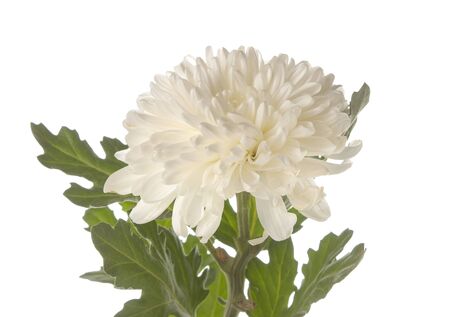 chrysanthemums on white isolated background. autumn flowersの写真素材