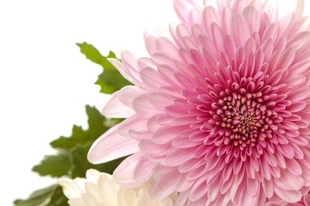 chrysanthemums on white isolated background. autumn flowersの写真素材