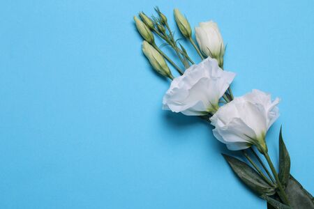 Beautiful white flowers. Eustoma bouquet on a bright blue background. view from aboveの写真素材