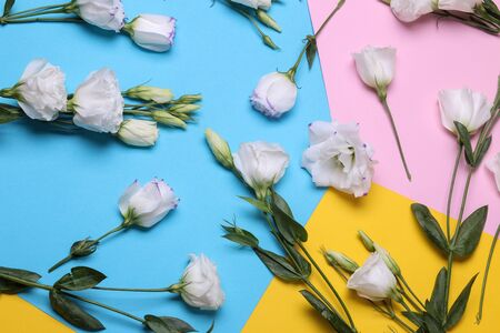 Beautiful white flowers. a lot of eustoma. on colorful bright paper background. view from aboveの写真素材