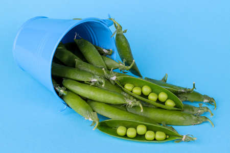 Fresh green peas in a stitch in a decorative blue bucket on a bright blue backgroundの写真素材