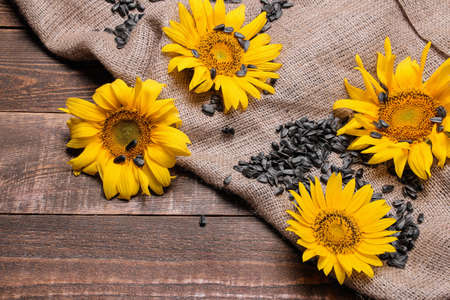 Beautiful yellow sunflowers and sunflower seeds on a brown wooden tableの写真素材