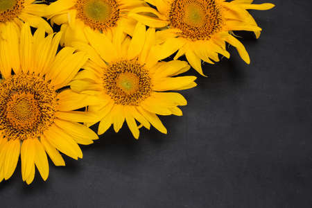 Beautiful yellow sunflowers close-up on a dark black background with a place for an inscription. top viewの写真素材