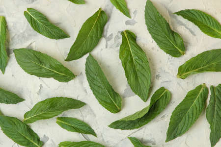 Mint. Leaves and branches of fresh green wild mint on a light concrete table. background of mint leaves. top viewの写真素材