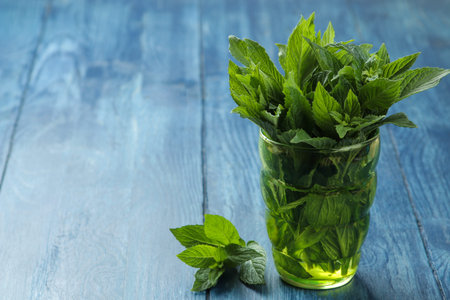 Mint. Leaves and branches of fresh green wild mint in a glass on a wooden blue table.の写真素材