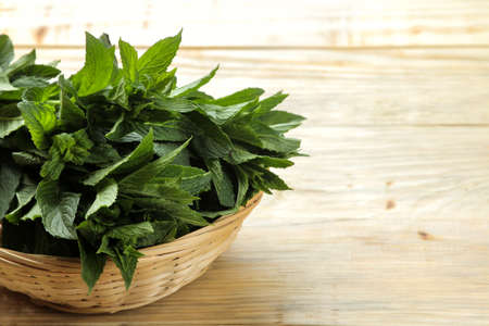 Mint. Leaves and branches of fresh green wild mint in a basket on a wooden natural table. free spaceの写真素材