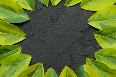 Abstract summer composition. Frame for text from beautiful green leaves on a concrete black...