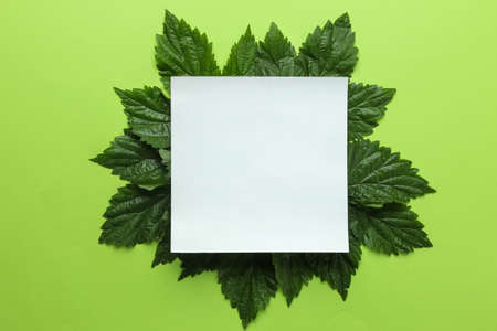 Abstract summer composition. Blank for text and beautiful green leaves on a bright green background. top view. free placeの写真素材