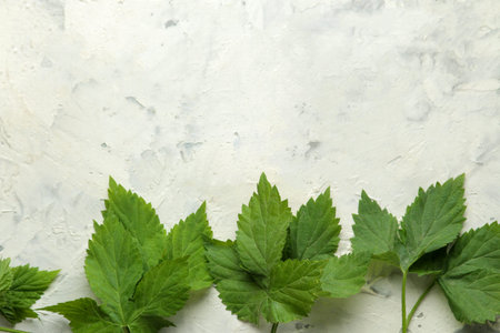 Abstract summer composition. Frame for text from beautiful green leaves on a light concrete...