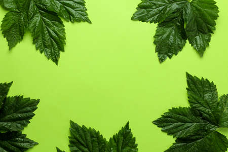 Abstract summer composition. Frame for text from beautiful green leaves on a bright green background. top view. free placeの写真素材