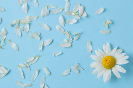 Chamomile Medicinal little daisy flowers and petals on a gentle light blue background. top viewの写真素材