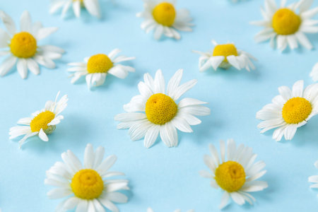Chamomile Medicinal little chamomile flowers on a gentle light blue background. background of...