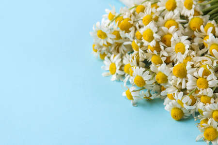 Chamomile Medicinal little daisy flowers, a bouquet on a gentle light blue background. space for textの写真素材
