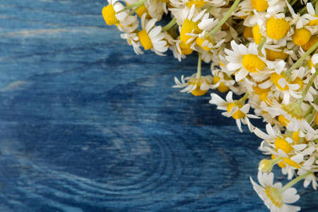 Chamomile Medicinal little chamomile flowers on a blue wooden table. place for text. top viewの写真素材