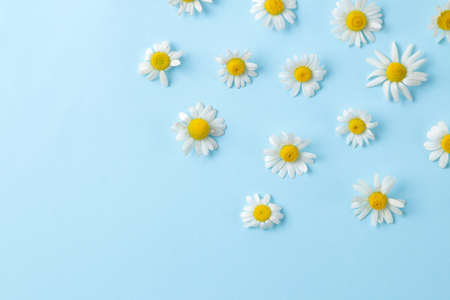 Chamomile Medicinal little chamomile flowers on a gentle light blue background. top view. space for textの写真素材