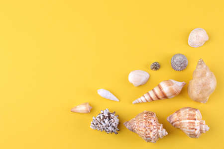 Different seashells on a bright yellow background. top viewの写真素材