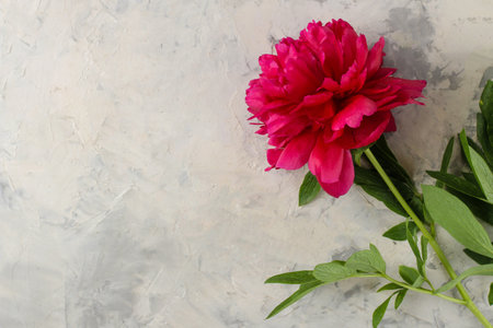 Frame of beautiful bright pink flowers peonies on a light background. top view.の写真素材