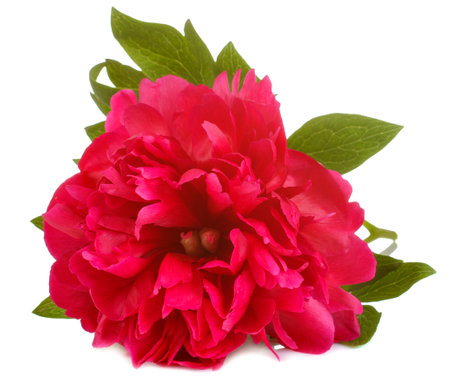 Beautiful peonies flowers on a white isolated backgroundの写真素材