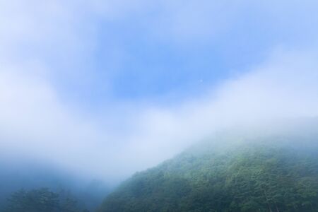 Fog and forest, Fog clear up, Misty landscapeの写真素材